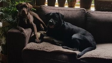 Kruising tussen Labrador Retriever en Rottweiler