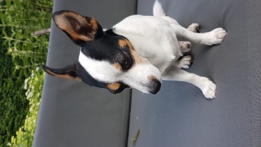 Kruising tussen Chihuahua, korthaar en Jack Russell Terrier