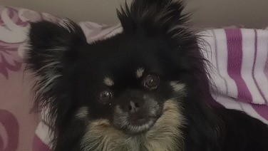 Chihuahua, langhaar