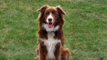 Border Collie