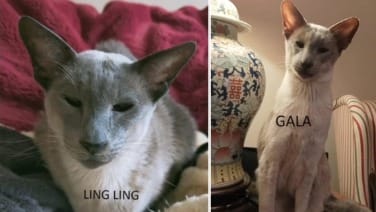 Ling Ling & Gala