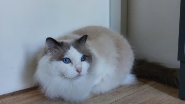 Ragdoll