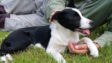 Border Collie