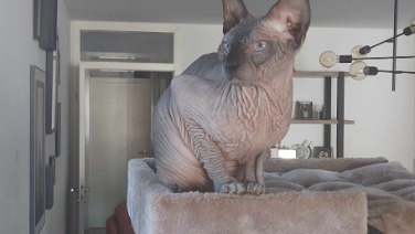 Sphynx