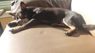 Chihuahua