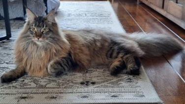 Maine Coon