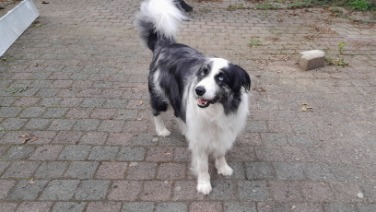 Border Collie