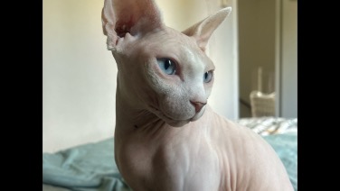 Sphynx