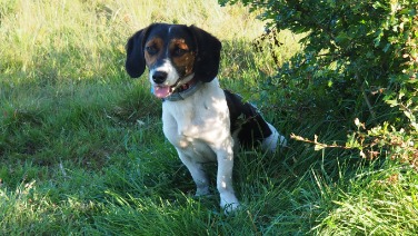 Kruising tussen Beagle en Teckel