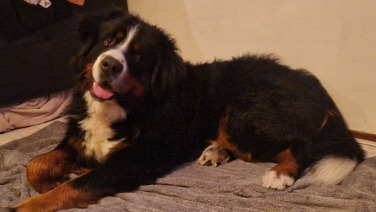 Berner Sennenhond