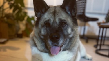 American Akita