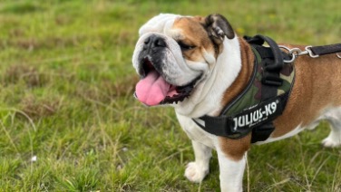 Engelse Bulldog