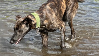 Galgo Espanol