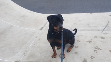 Rottweiler