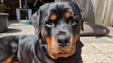 Max