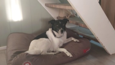 Diva