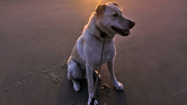 Buddy
