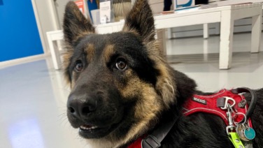 Akira