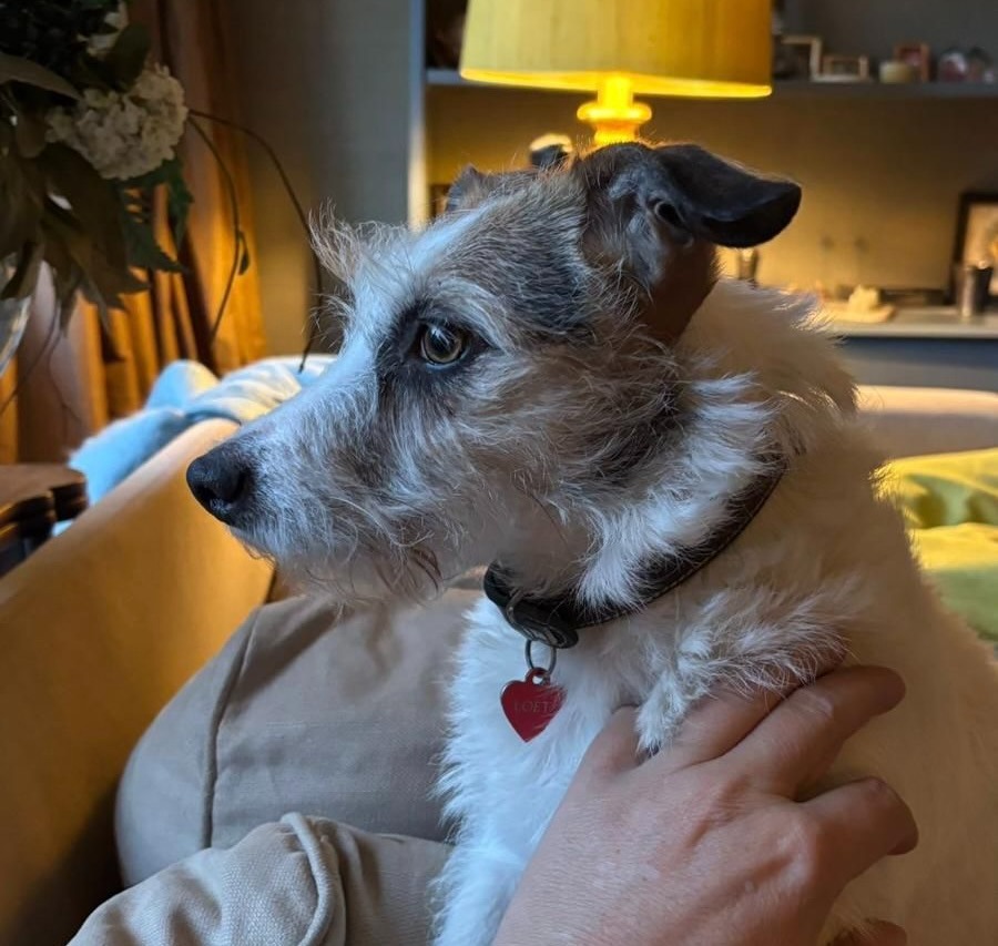 Loet - Jack Russell Terrier - 's-Gravenhage