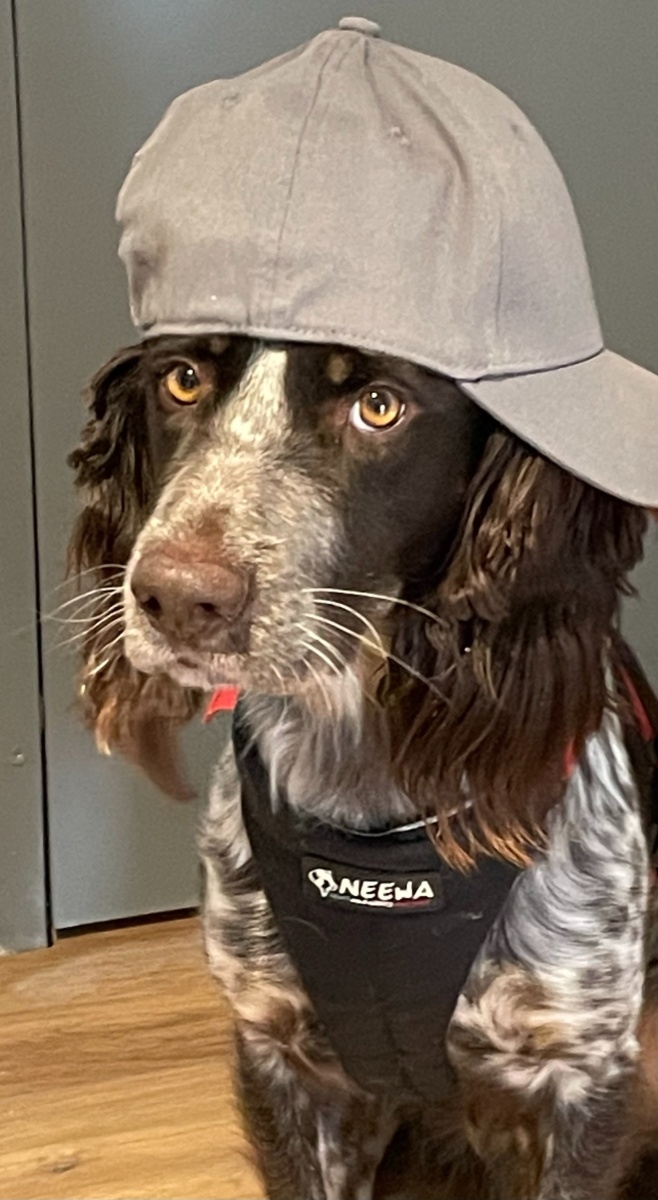Pinda - Kruising tussen Engelse Springer Spaniel en Heidewachtel - Beuningen Gld