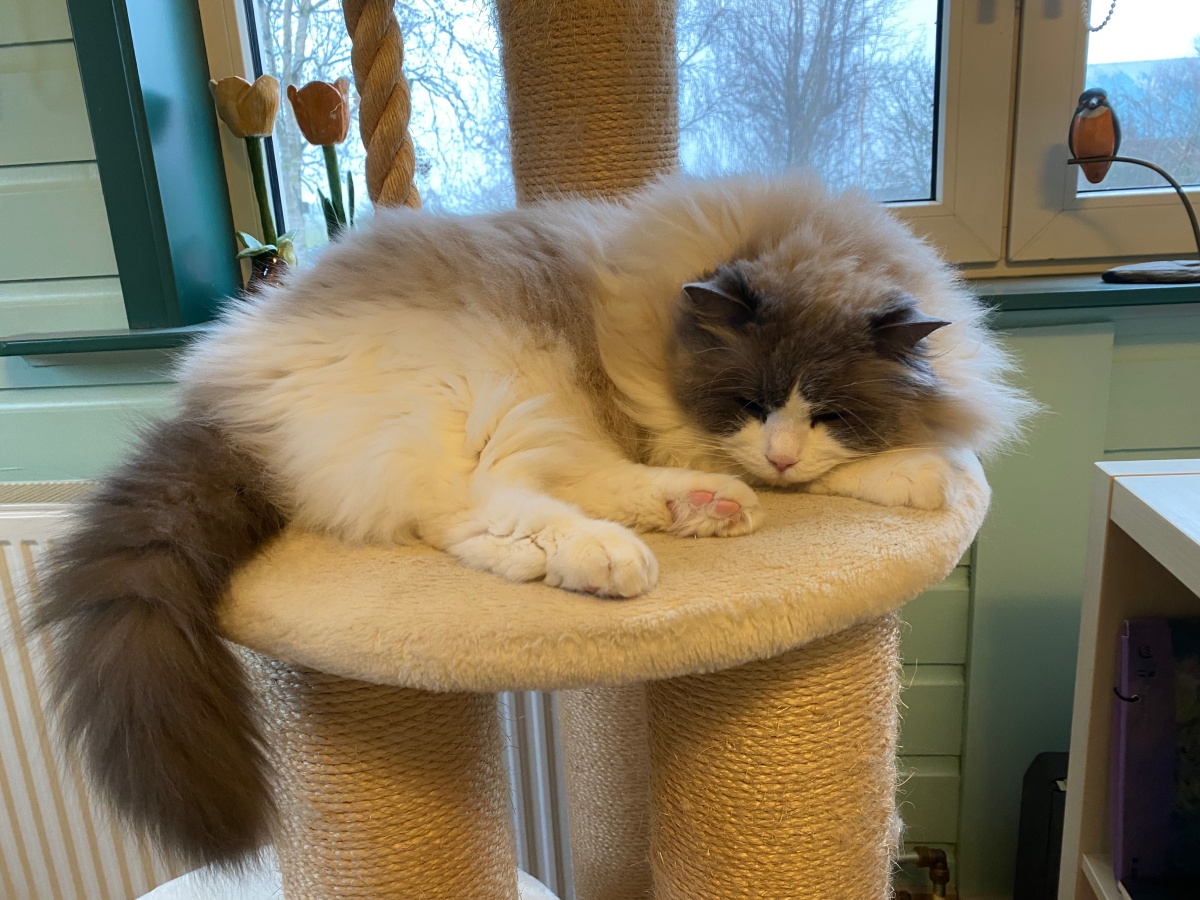 Gismo - Ragdoll - Sint Maarten