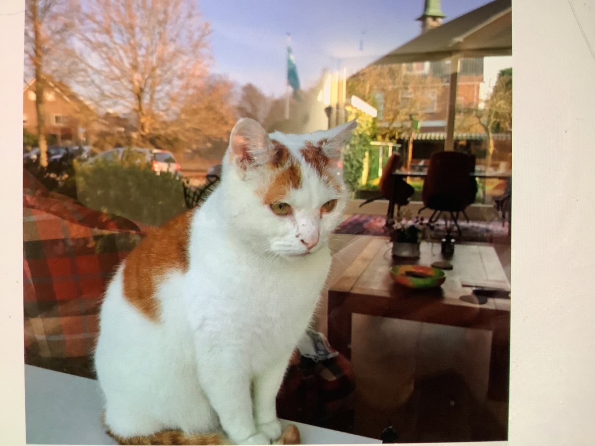 Snowy - Huiskat - Den Helder