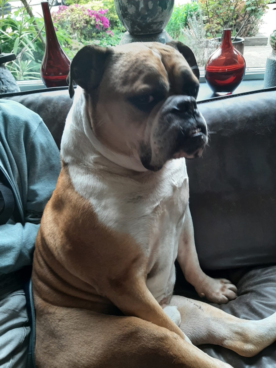 Willem - Old English Bulldog - Roosendaal