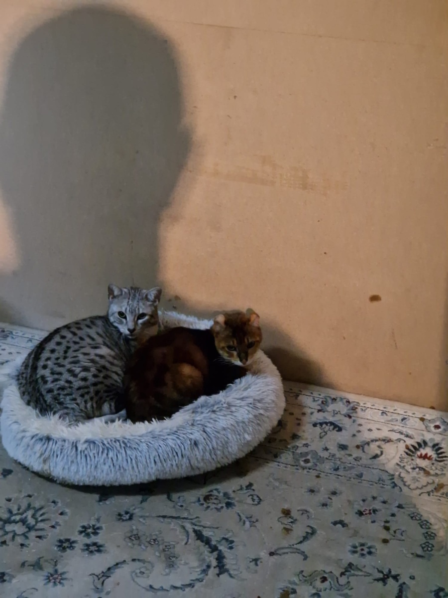 Sidney & Finn - Toyger & Egyptische Mau - Oss
