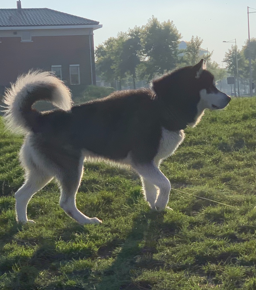 Blue - Alaskan Malamute - Berkel en Rodenrijs
