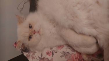 Pasha