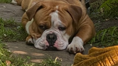 Walter - Old English Bulldog - Zoeterwoude