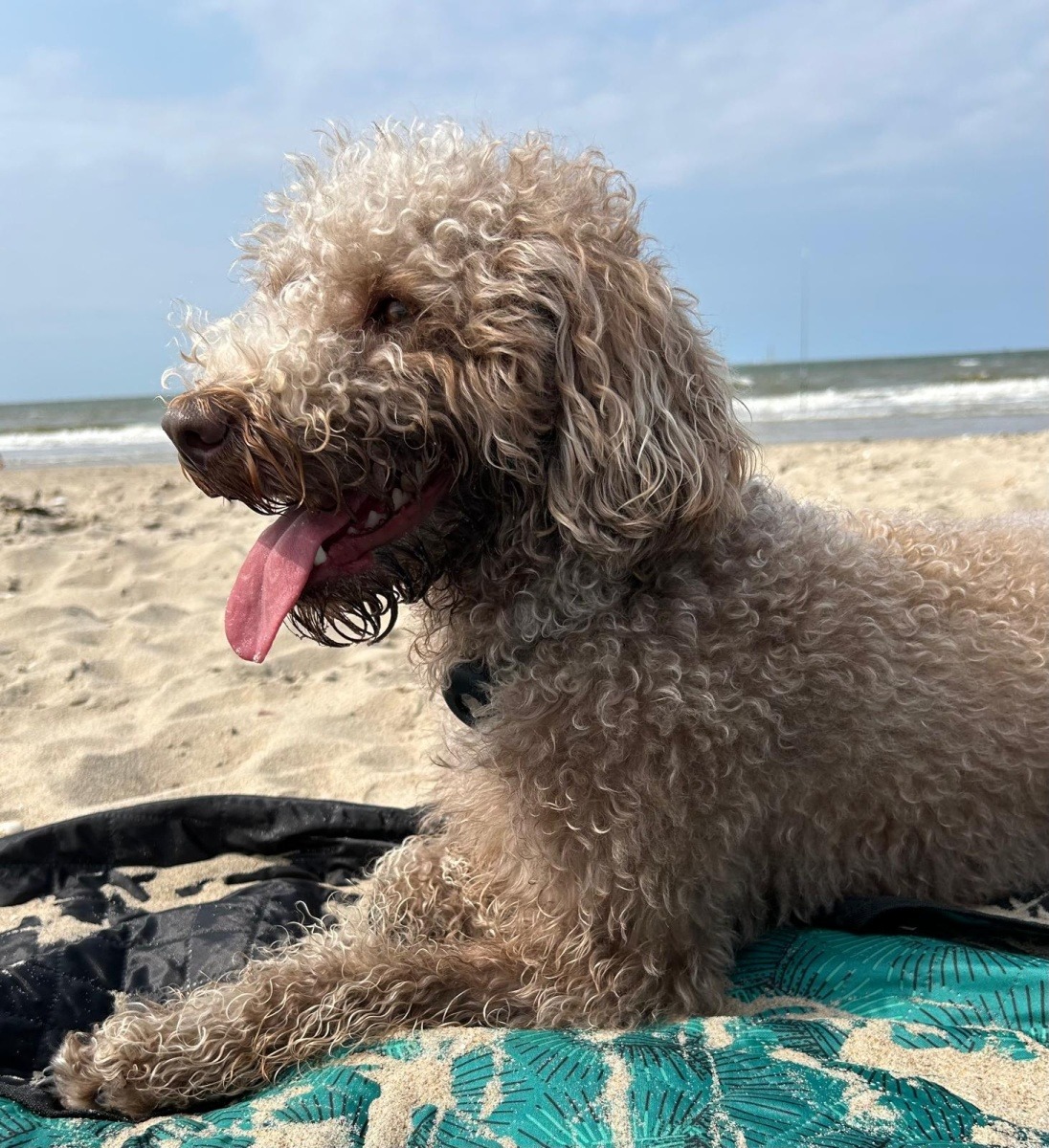 Jess - Labradoodle - Geldrop