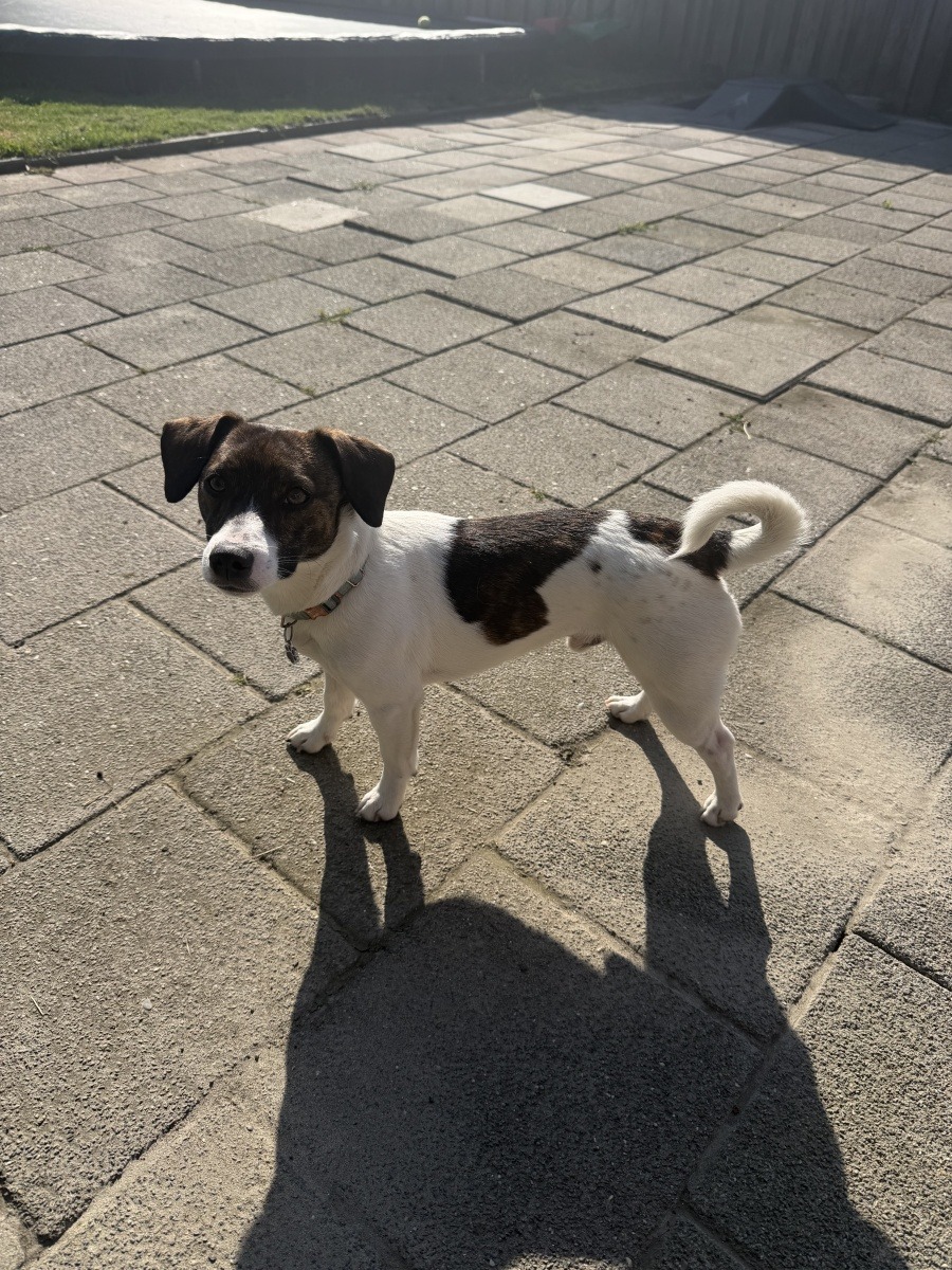 Thor - Jack Russell Terrier - Oost-Souburg