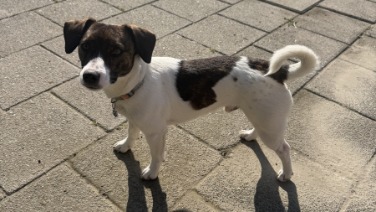 Jack Russell Terrier