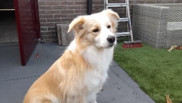 Border Collie