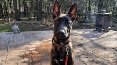 Belgische Herdershond, Mechelse