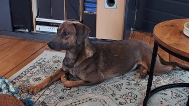 Kruising tussen Mechelse Herder en Weimaraner