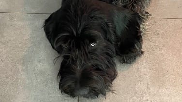 Duitse Staande Hond, Draadhaar