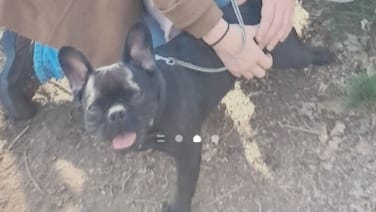 Franse Bulldog