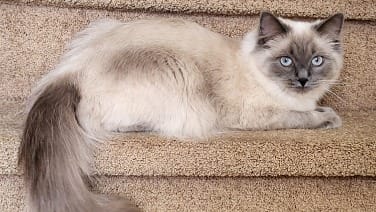 Ragdoll