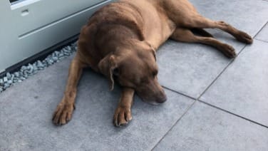 Labrador Retriever