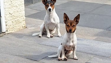 Jack Russell Terrier