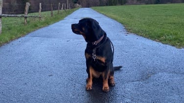 Rottweiler