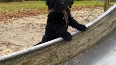Labradoodle