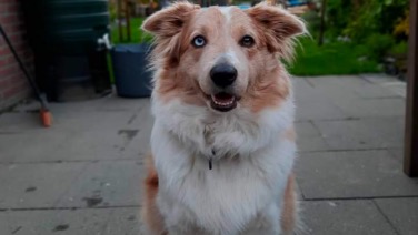 Border Collie