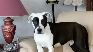 Labrador Retriever Kruising onbekend