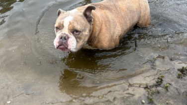 Old English Bulldog