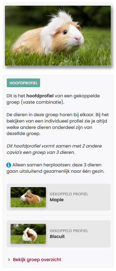 Profielen voorbeeld volledig