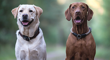 Twee honden aanmelden